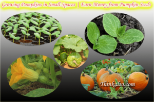 Growing Pumpkins in Small Spaces - Earn Money from Pumpkin Seeds